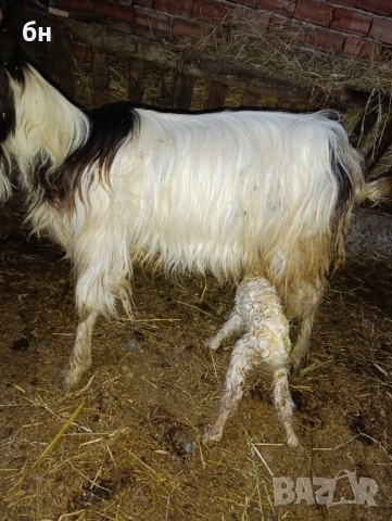 Продавам кози стадо, снимка 4 - Кози - 53670306