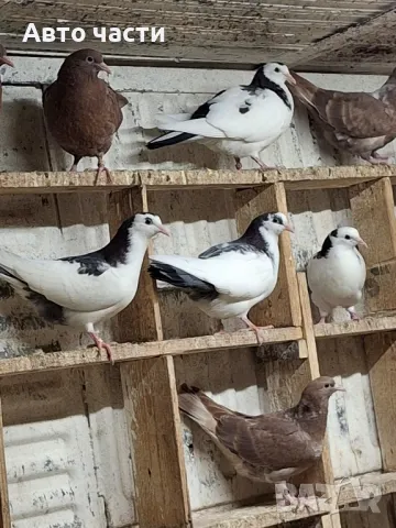 пазарджишки гълаби на хвърче не, снимка 16 - Гълъби - 48931184