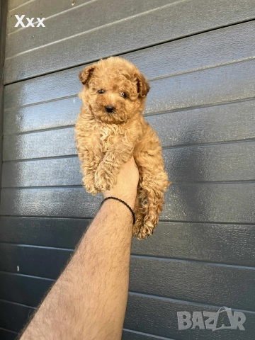 Той пудел-мъжки и женски, снимка 2 - Пудели - 52749933