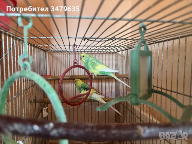 Вълнисти папагалчета 