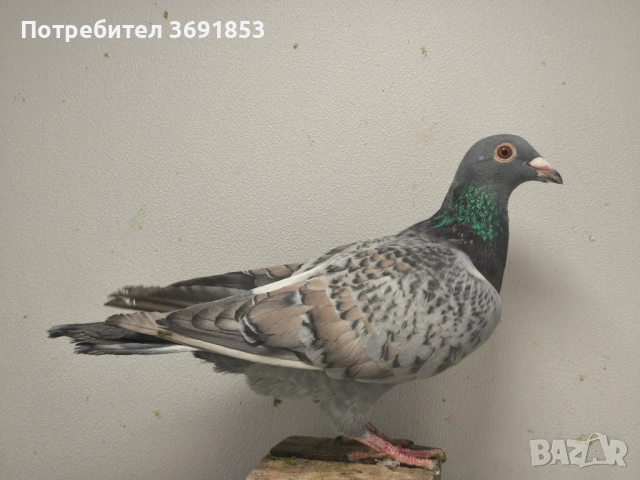 Цветни пощи, снимка 5 - Гълъби - 52336823