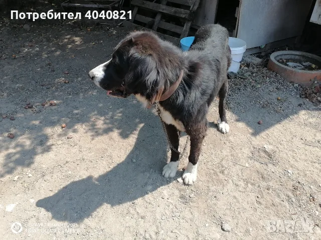 Подарявам куче,мелез м/у Алабай и Каваказка овчарка, снимка 4 - Каракачанска овчарка - 55664759