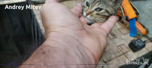Подарявам малко женско коте, снимка 9 - Други - 56204476