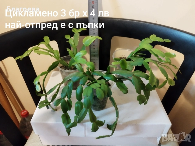 Мини Коледниче цикламено - стар сорт, снимка 2 - Стайни растения - 51996176