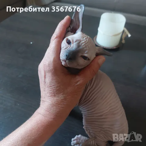 Чистокръвни канадски сфинксове, снимка 7 - Сфинксове - 56105398