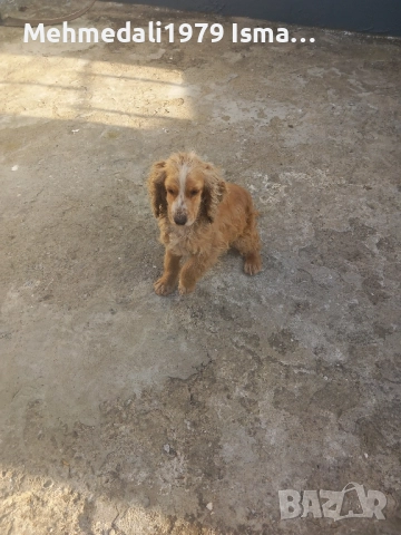 промо цена,кокер шпаньол, снимка 4 - Кокер шпаньол - 51979223