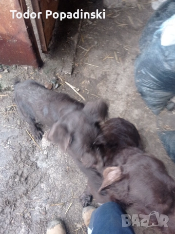 Куче дратхар срешно, снимка 3 - Дратхаар - 53128897