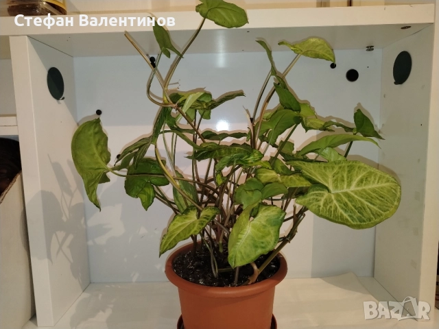 Сингониум , снимка 2 - Други - 52580297