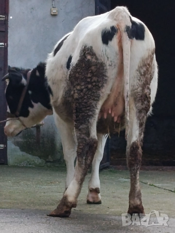 Продавам бременни юници , снимка 15 - Крави - 52893451