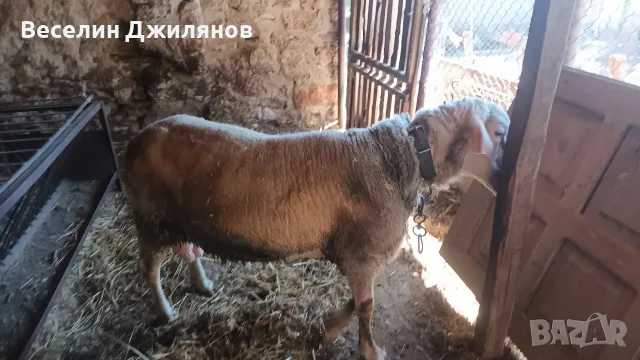 коч Лакон с лоши навици, снимка 2 - Овце - 55889273