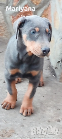 Продавам родословни добермани , снимка 12 - Доберман - 52585726