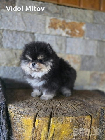 Мини Померан момче , снимка 8 - Померан - 53415473