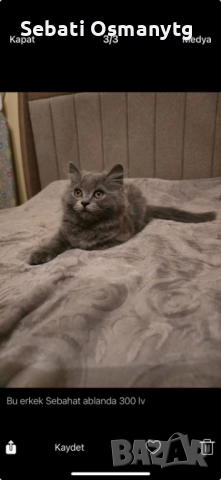 Британско дългокосместо мъжко коте, снимка 1