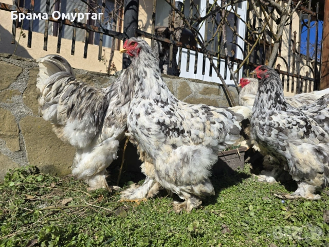 Продавам разплодни яйца от Сплаш Брама [Splash Brahma], снимка 8 - Кокошки и пуйки - 53810967