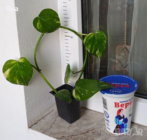 Епипремнум ауреум, Дяволски бръшлян -Цвете на парите, снимка 5 - Стайни растения - 46529171