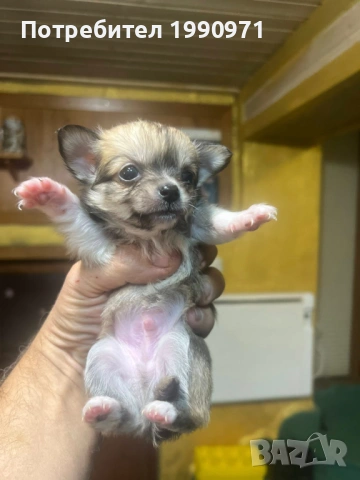 Чихуахуа - мини. На 2.5 мес. Момче, снимка 2 - Чихуахуа - 53386190