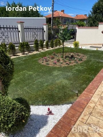 Тревен чим, снимка 2 - Градински цветя и растения - 50994606