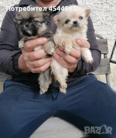 Малки чихуанчета , снимка 17 - Чихуахуа - 53402445