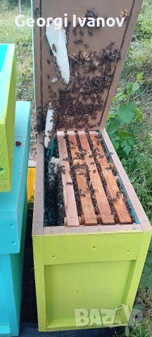 Пчелни отводки,рояци и пити с пило , снимка 2 - Други животни - 53434447