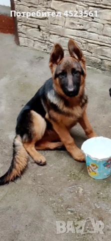 Немска овчарка