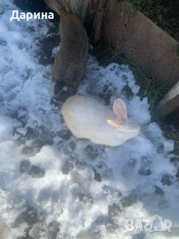 Зайци 6 месеца., снимка 6 - Други - 53534770