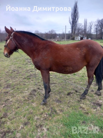 Продавам двандесет годишна кобила, снимка 3 - Коне - 52891327