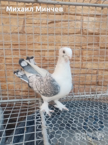 Продавам гълъби Сатинети (Салтанети) , снимка 4 - Гълъби - 51513762