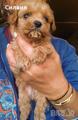 предлагам малтипу мъжки и женски , снимка 2 - Болонка - 52639054