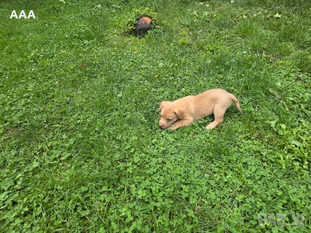 Малки кученца , снимка 2 - Други - 50431062