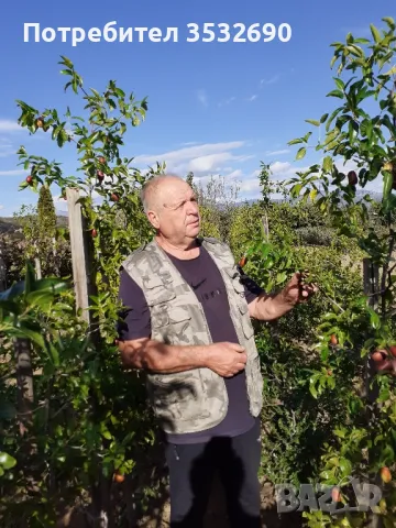 Овощни дръвчета от лицензиран разсадник