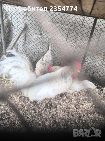 кокошки легхорн продава и яица, снимка 3 - Кокошки и пуйки - 53668848