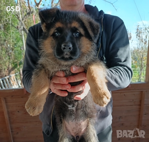 немска овчарка 