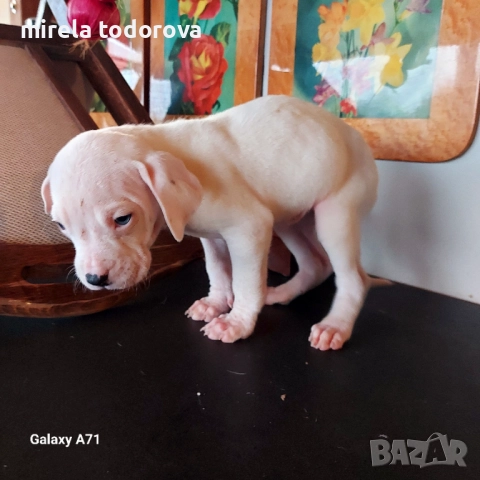 Дого Аржентино , снимка 5 - Дого аржентино - 52413341