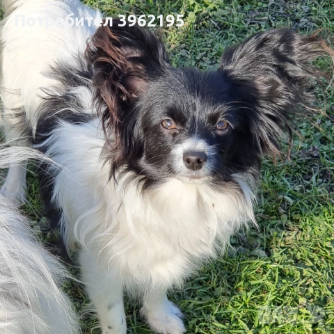 Папийони Бьлгария, снимка 5 - Пудели - 53656433