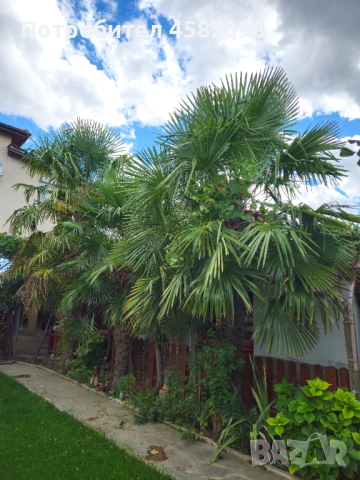 Студоустойчиви палми, снимка 6 - Градински цветя и растения - 51567070