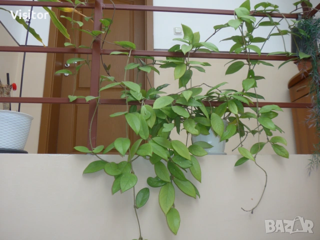 Panasonic Lumix LF1 , снимка 16 - Фотоапарати - 53672507