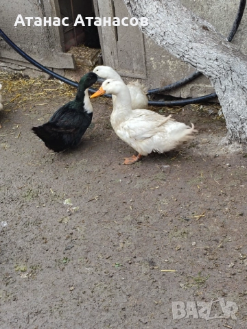 Пекински патици за месо и гледане , снимка 3 - Патици и гъски - 52852448