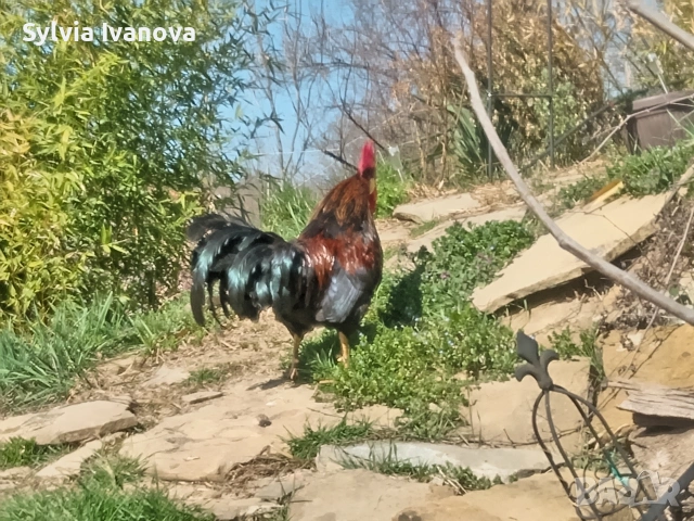 легхорн петел, страхотен, породист, снимка 11 - Кокошки и пуйки - 53845519