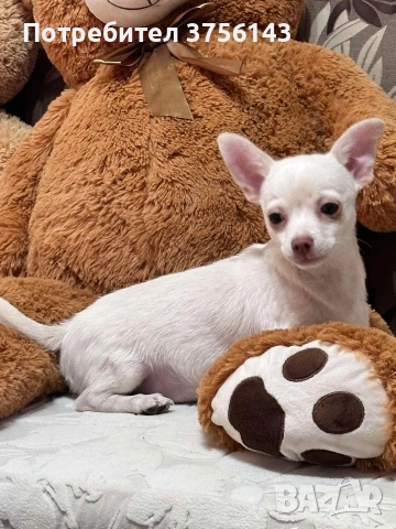 Прекрасно Мъжко Чихуахуа 