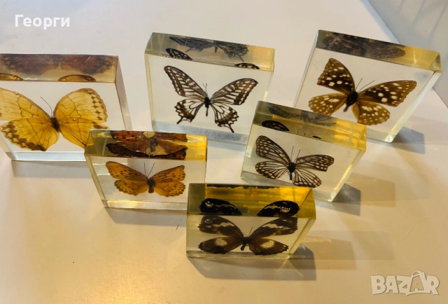 Пеперуди, снимка 5 - Колекции - 53656258