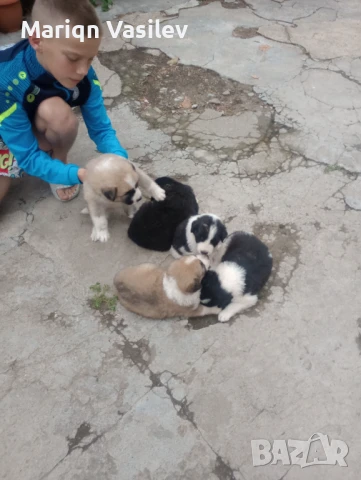 Каракачанки на месец , снимка 1