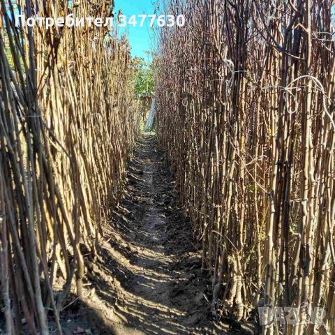 Овощни плодни дръвчета , снимка 2 - Градински цветя и растения - 42639025