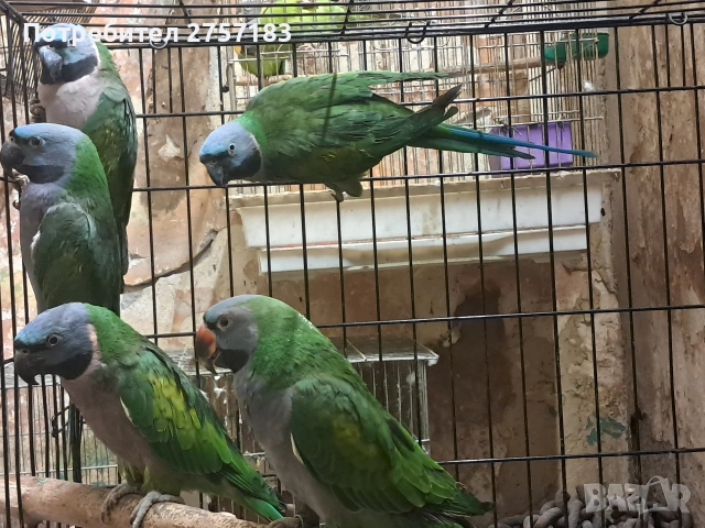 продавам китаиски алексадар 2 женски 2023 и 2025, снимка 7 - Папагали - 53768193