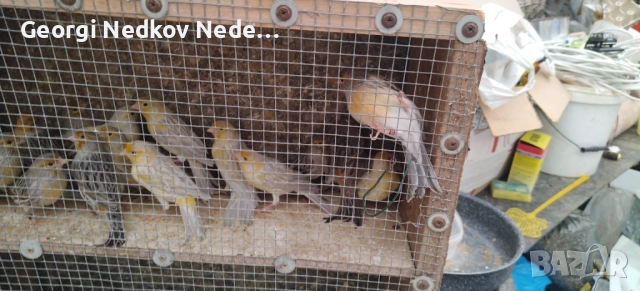 Продавам канари , снимка 7 - Канари - 52758060