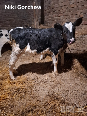 продавам телета. 