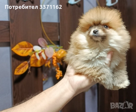 мъжко померанче, снимка 3 - Померан - 53073300