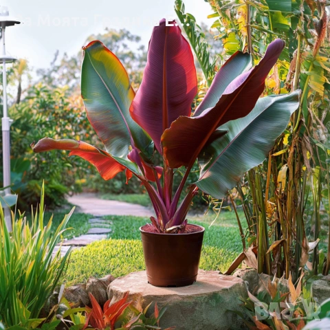 Червен Банан 