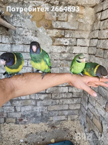 Ръчно хранени папагали, снимка 1