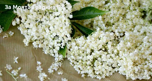 Бял бъз , снимка 2 - Градински цветя и растения - 49425952