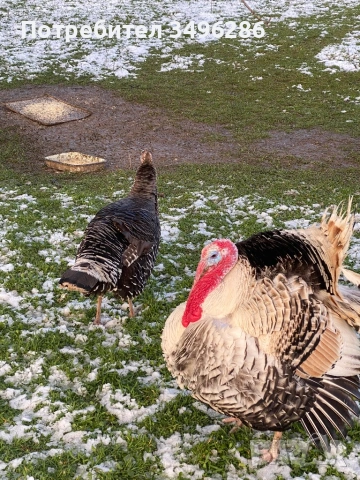 Продавам Пуяк и Пуйка, снимка 4 - Кокошки и пуйки - 53636945